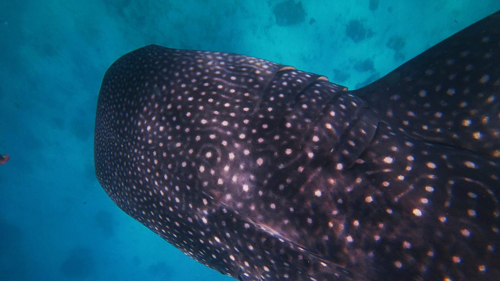 Requin-baleine nageant près de la surface à Oslob, sur l'île de Cebu